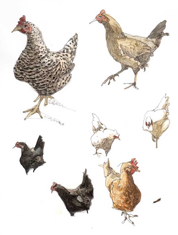 Sketches of Hens by Eddie Flotte