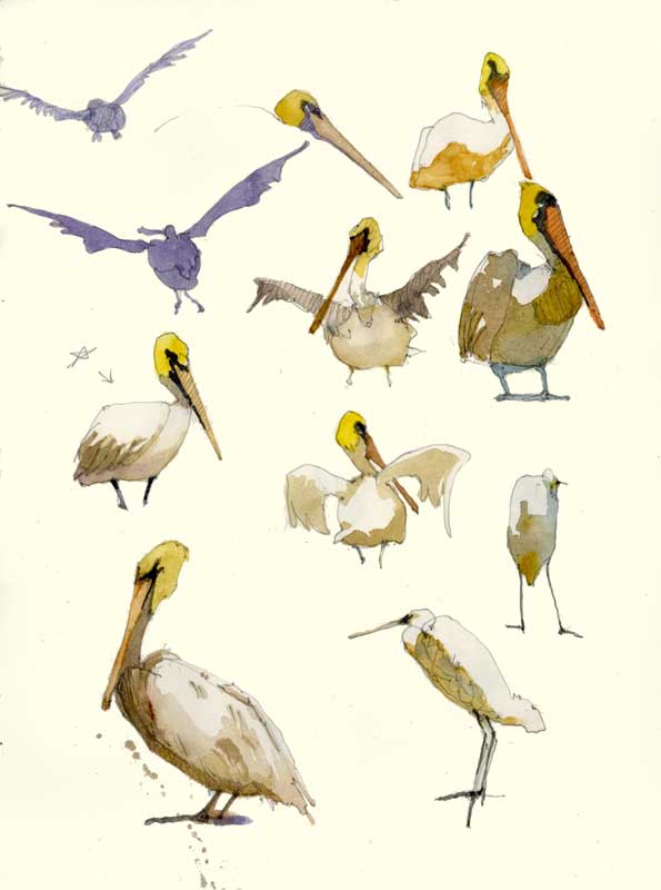 Sketches of Pelicans by Eddie Flotte