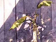 Painting by Eddie Flotte: Keiki Banana