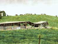 Painting by Eddie Flotte: On the Mooove