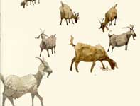 Painting by Eddie Flotte: Sketches of Billy Goats