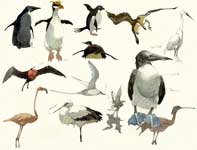 Painting by Eddie Flotte: Sketches of Birds