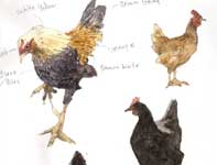 Painting by Eddie Flotte: Sketches of Hens and a Rooster