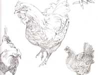 Painting by Eddie Flotte: Sketches of Hens in Pencil