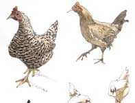 Painting by Eddie Flotte: Sketches of Hens