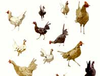 Painting by Eddie Flotte: Sketches of Many Chickens