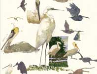 Painting by Eddie Flotte: Sketches of Pelicans and Egrets