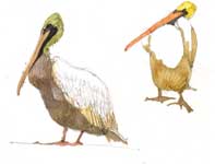 Painting by Eddie Flotte: Sketches of Pelicans and Fish