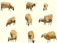 Painting by Eddie Flotte: Sketches of Sheep